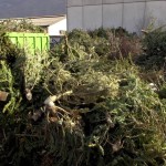 Ab dem 7. Jänner 2020 sammelt SEAB ausgediente Weihnachtsbäume