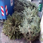 Raccolta degli alberi di Natale 2022 a Laives