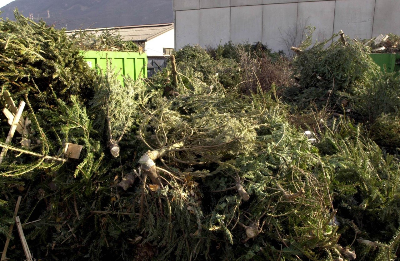 Dal 7 gennaio 2020 SEAB raccoglie gli alberi di Natale