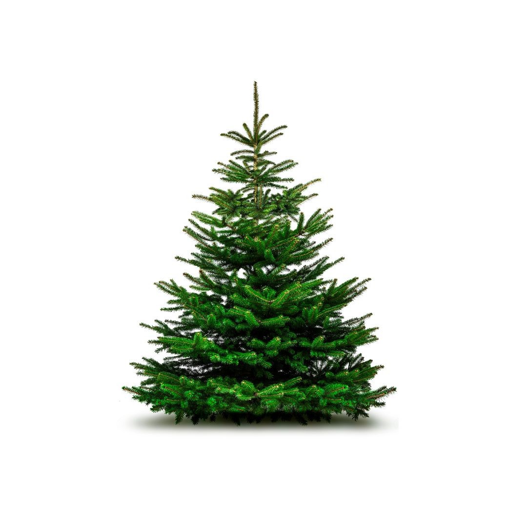 Baum - Albero